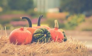 Green and Orange Fall Gourds